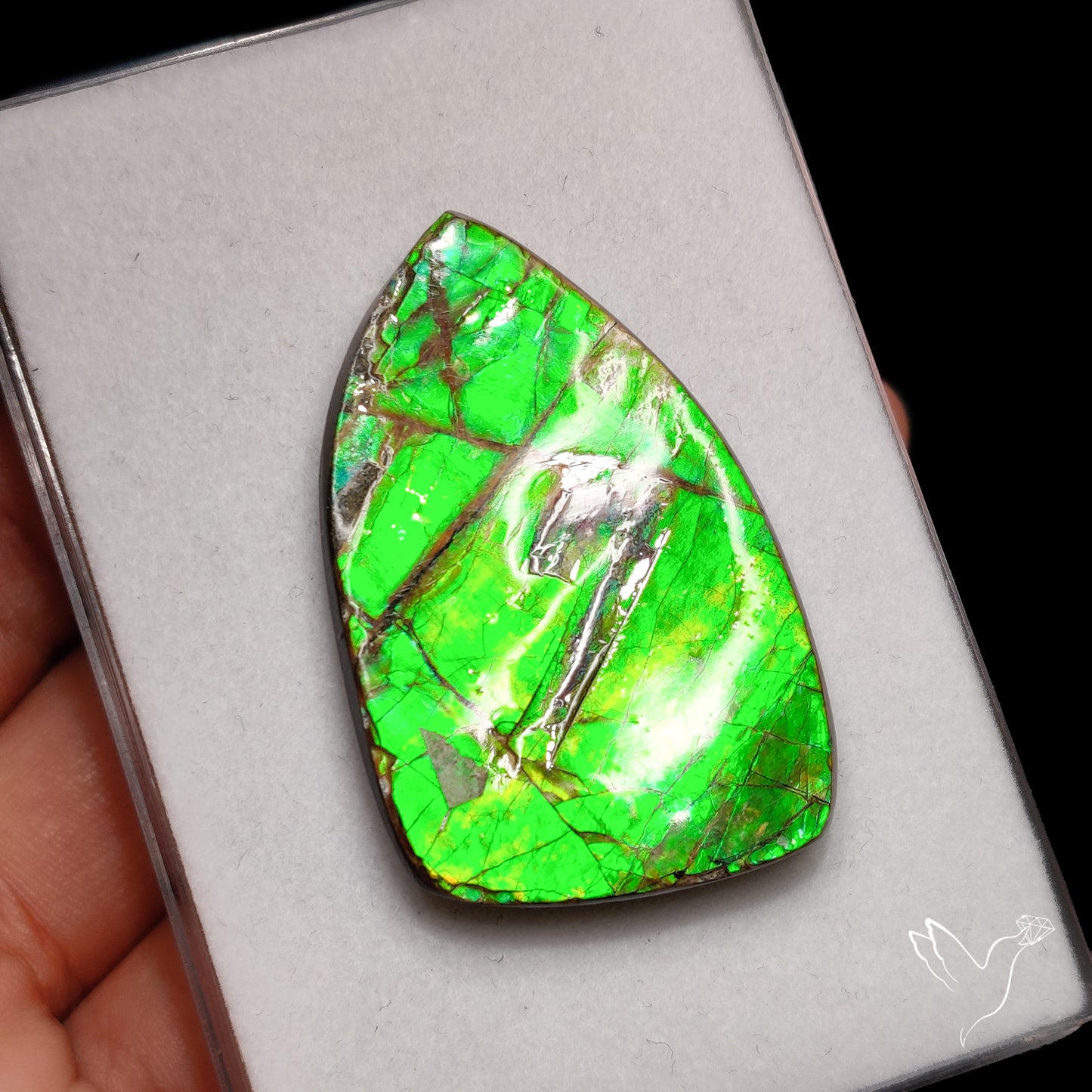 Rare Large Ammolite Green Sheen Natural Specimen