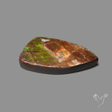Rare Large Ammolite Green Sheen Natural Specimen