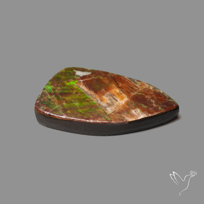 Rare Large Ammolite Green Sheen Natural Specimen