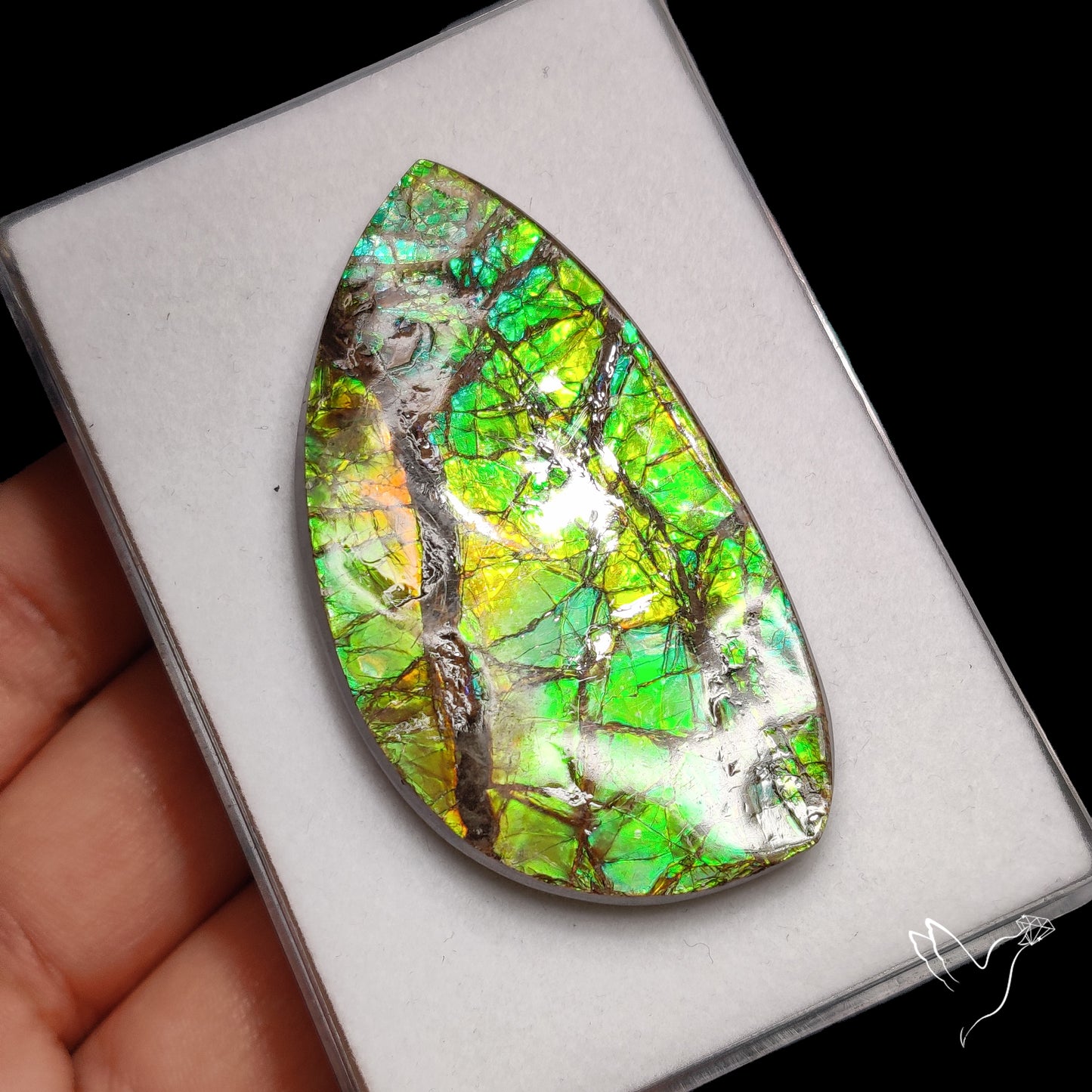 Blue Green Ammolite Natural Specimen with Hints of Orange