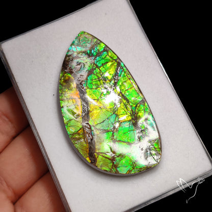 Blue Green Ammolite Natural Specimen with Hints of Orange