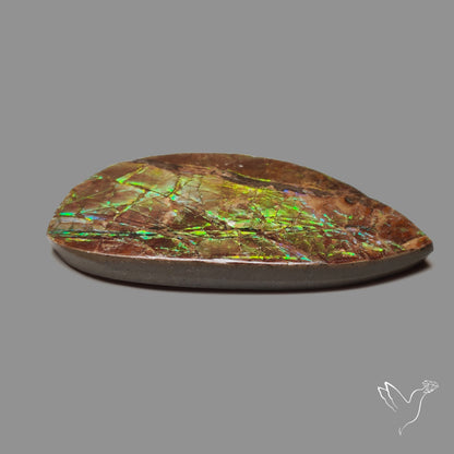 Blue Green Ammolite Natural Specimen with Hints of Orange