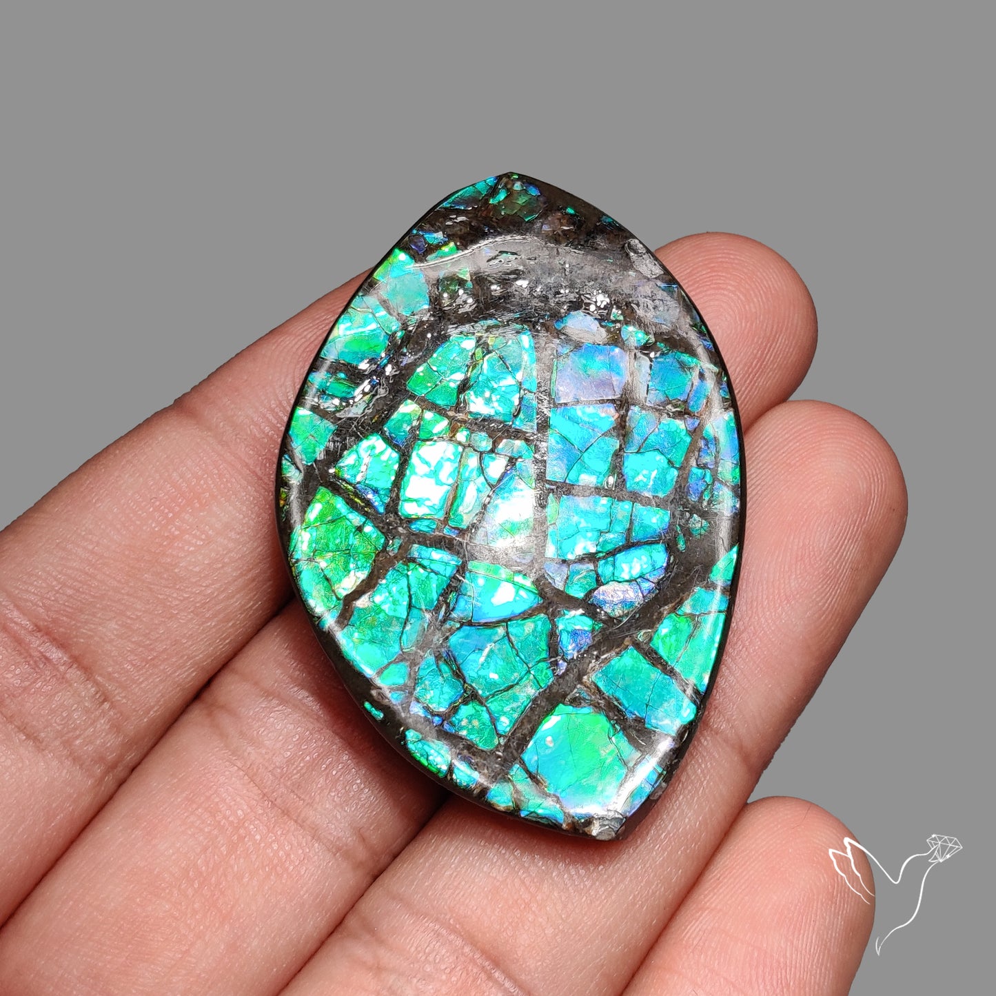 Ammolite Specimen Teal Blue Green Large Specimen