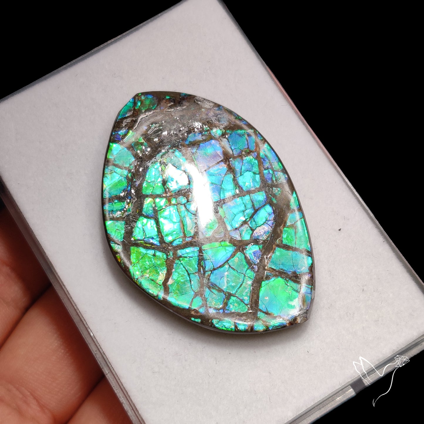 Ammolite Specimen Teal Blue Green Large Specimen