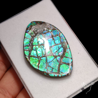 Ammolite Specimen Teal Blue Green Large Specimen