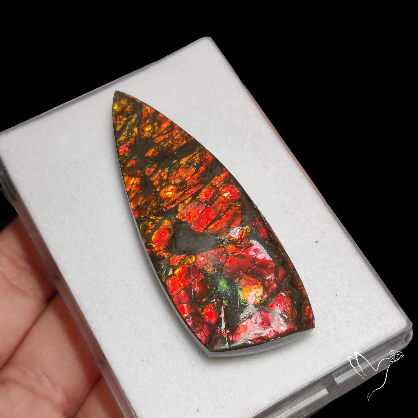Deep Red Ammolite Rare Large Specimen
