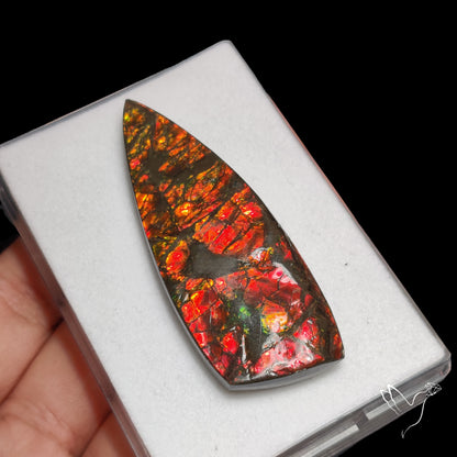 Deep Red Ammolite Rare Large Specimen