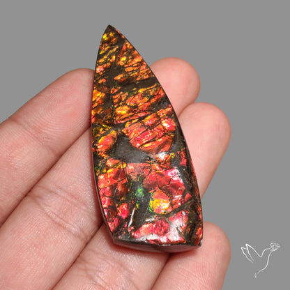 Deep Red Ammolite Rare Large Specimen