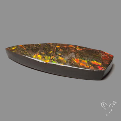 Deep Red Ammolite Rare Large Specimen