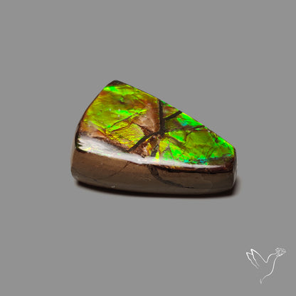Large Multi Color Ammolite Specimen