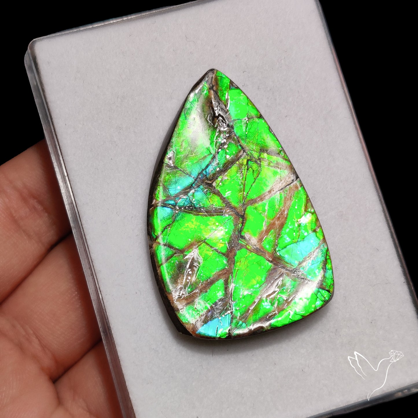 Ammolite Specimen Teal Blue Green Large Specimen