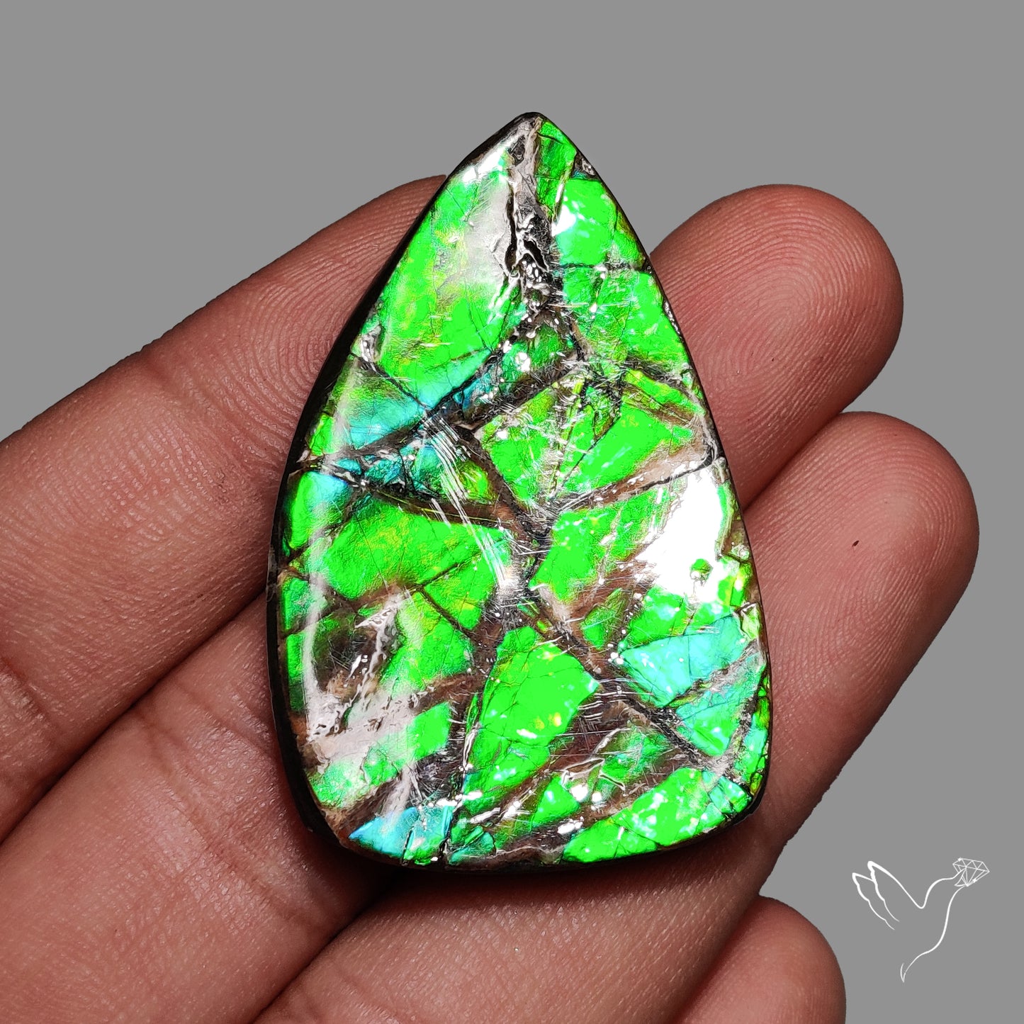 Ammolite Specimen Teal Blue Green Large Specimen