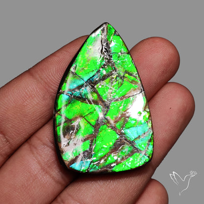 Ammolite Specimen Teal Blue Green Large Specimen