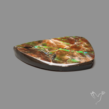 Ammolite Specimen Teal Blue Green Large Specimen