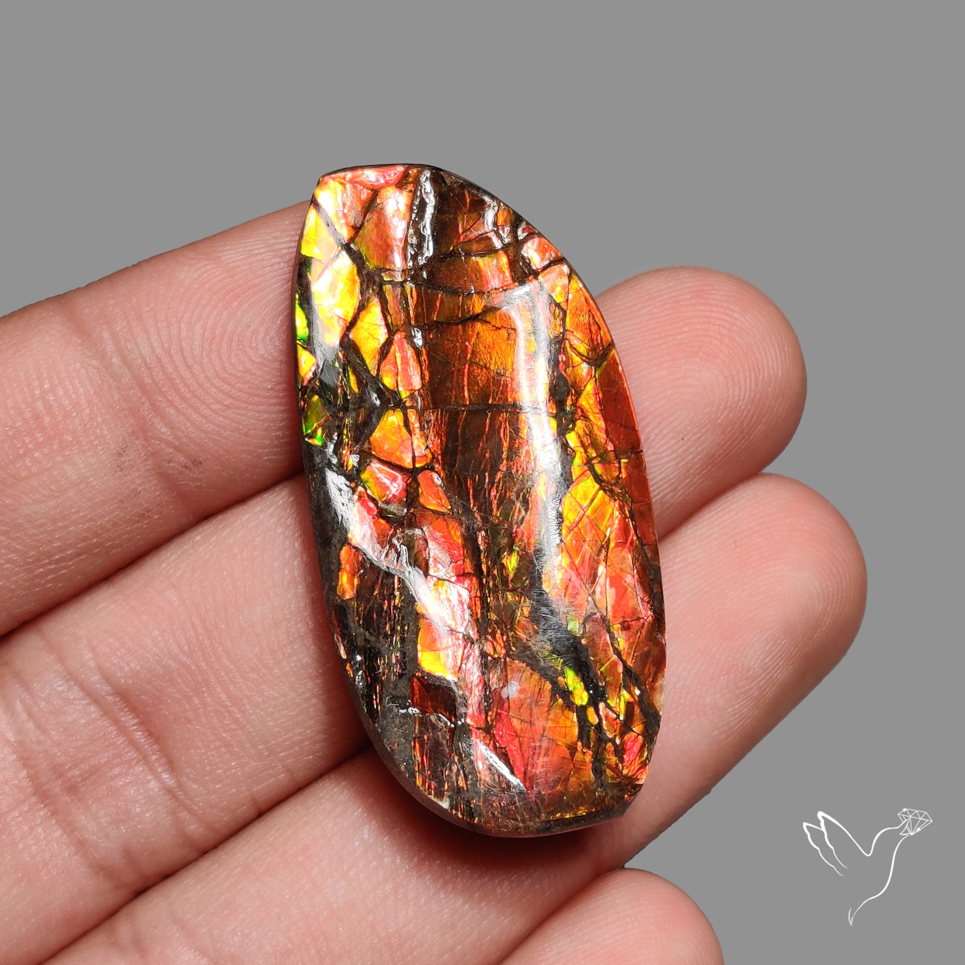 Deep Red Ammolite Rare Large Specimen