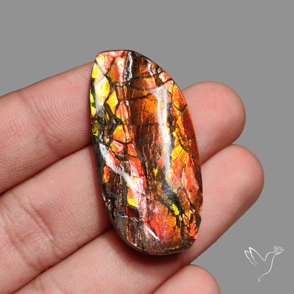 Deep Red Ammolite Rare Large Specimen