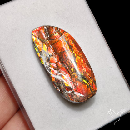 Deep Red Ammolite Rare Large Specimen