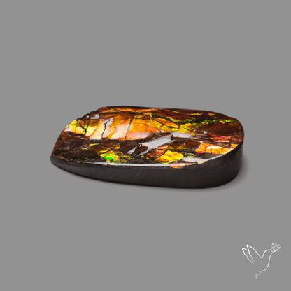 Deep Red Ammolite Rare Large Specimen
