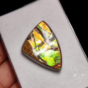 AAA Ammolite Orange Green Large Specimen