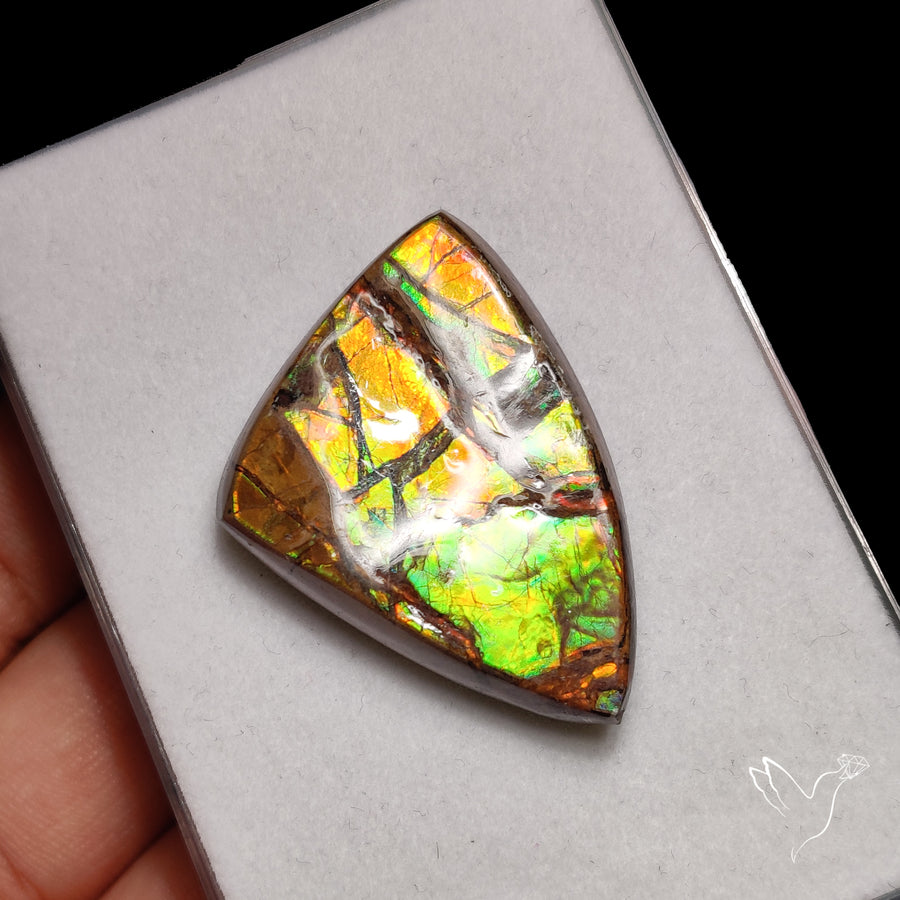 AAA Ammolite Orange Green Large Specimen