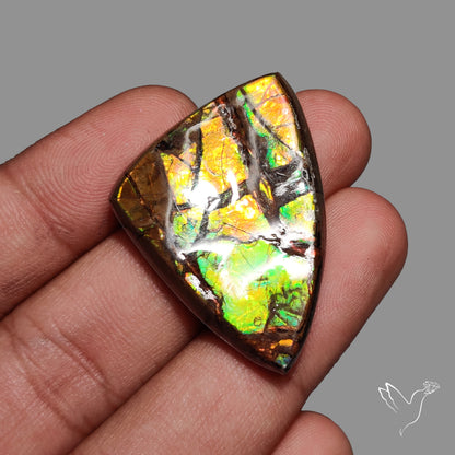 AAA Ammolite Orange Green Large Specimen