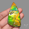 Rare Large Ammolite Specimen
