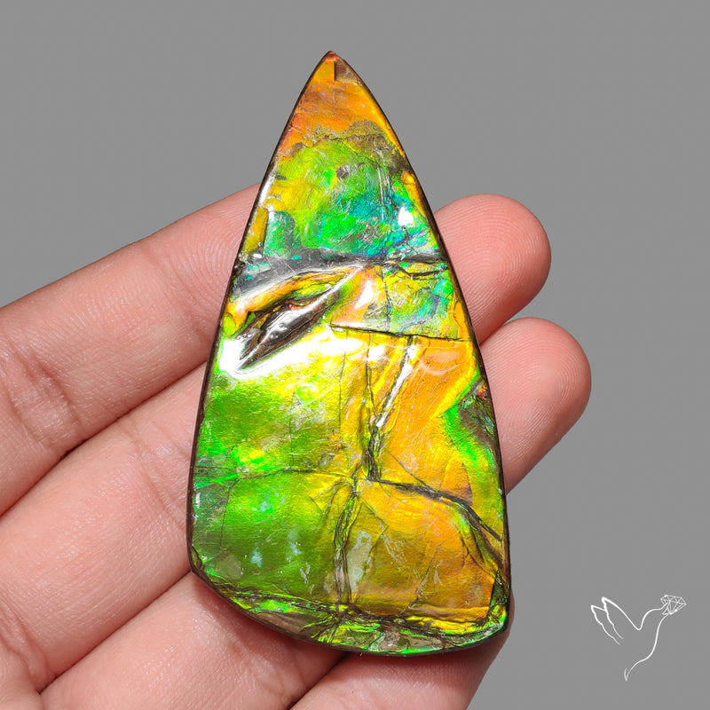 Rare Large Ammolite Specimen