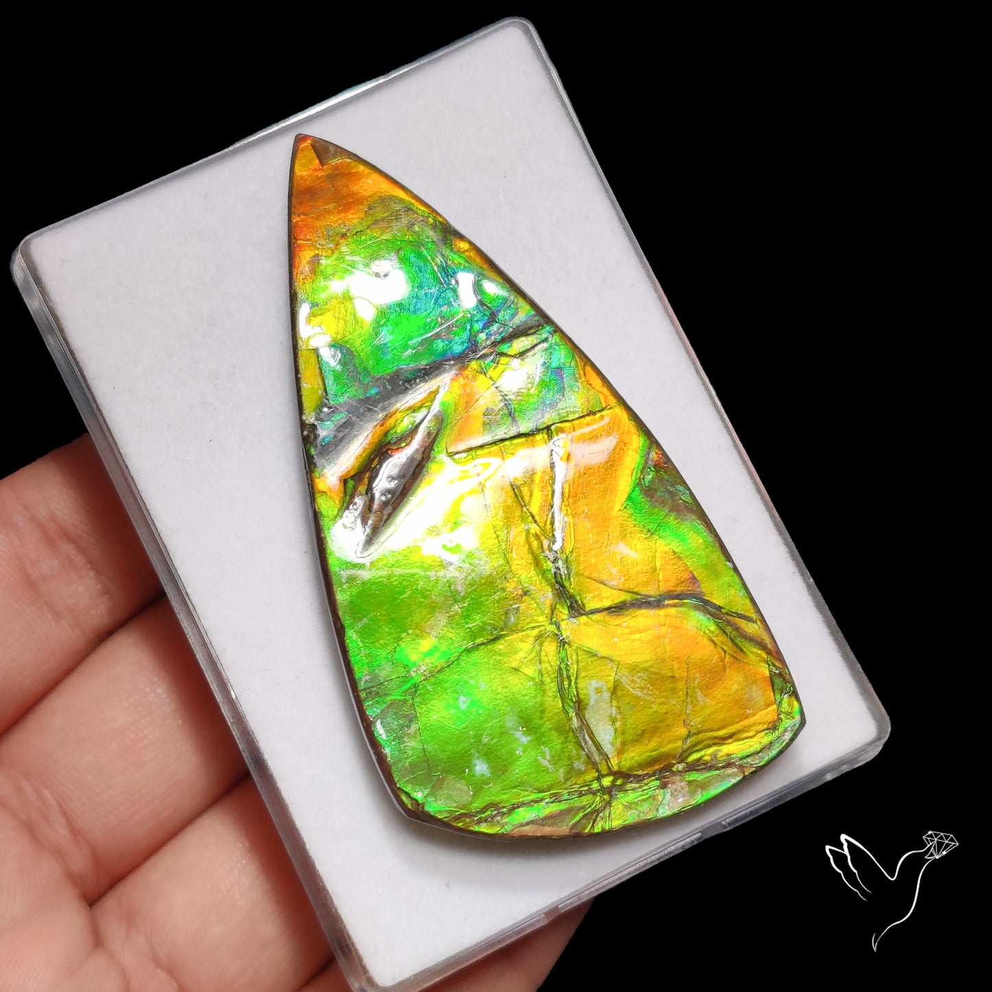 Rare Large Ammolite Specimen