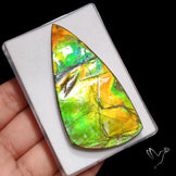 Rare Large Ammolite Specimen
