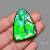 Deep Green Ammolite Large AAA Specimen