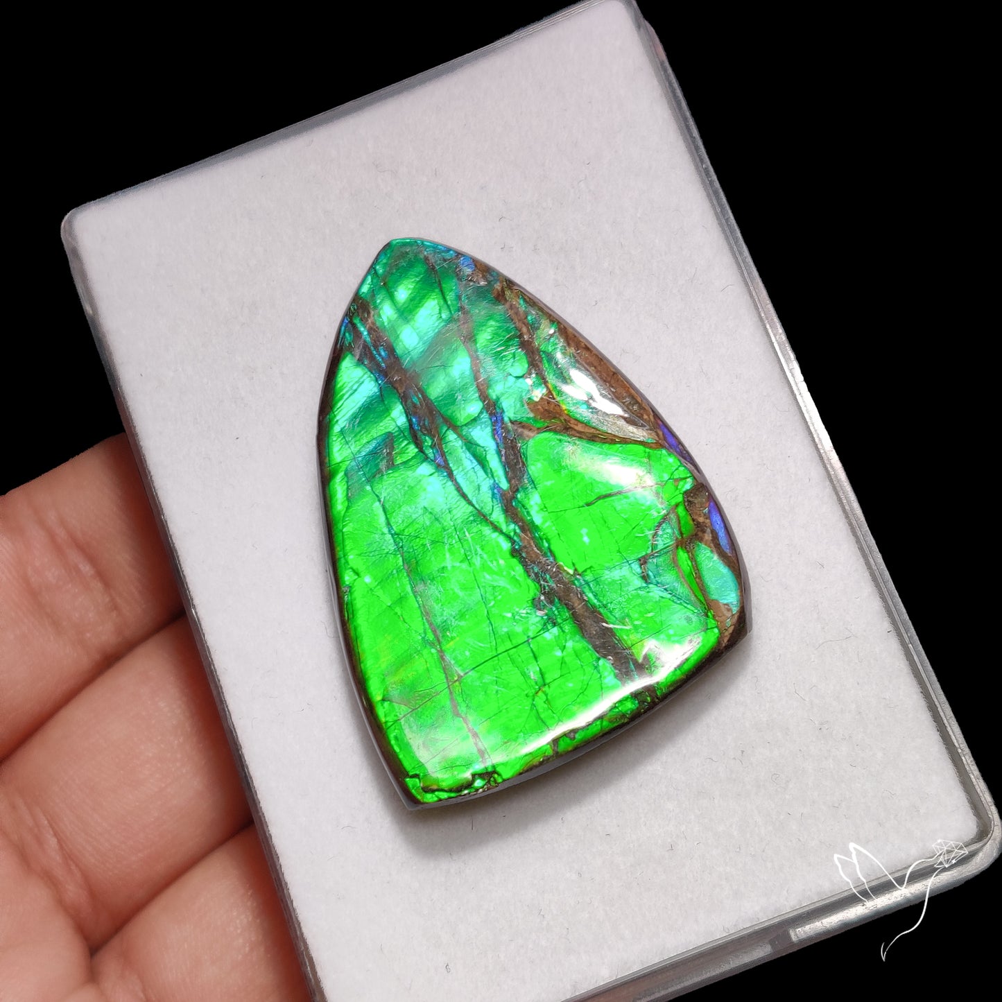 Deep Green Ammolite Large AAA Specimen