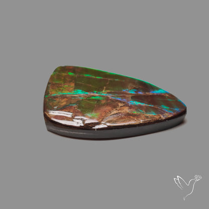 Deep Green Ammolite Large AAA Specimen
