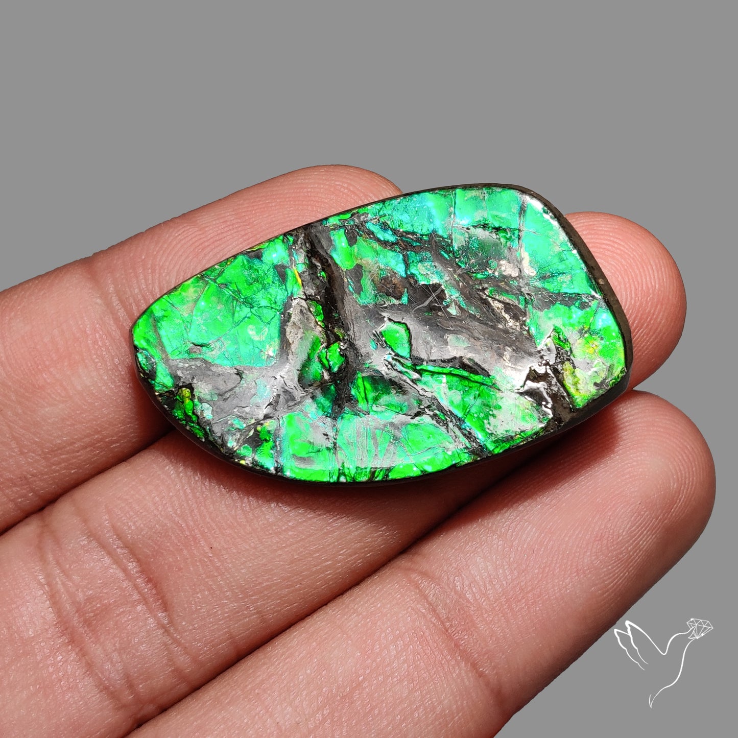 Rare Large Ammolite Green Sheen Natural Specimen