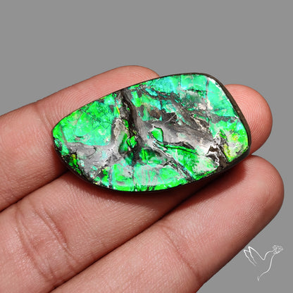 Rare Large Ammolite Green Sheen Natural Specimen