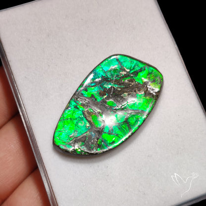Rare Large Ammolite Green Sheen Natural Specimen