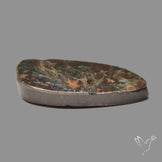 Rare Large Ammolite Green Sheen Natural Specimen
