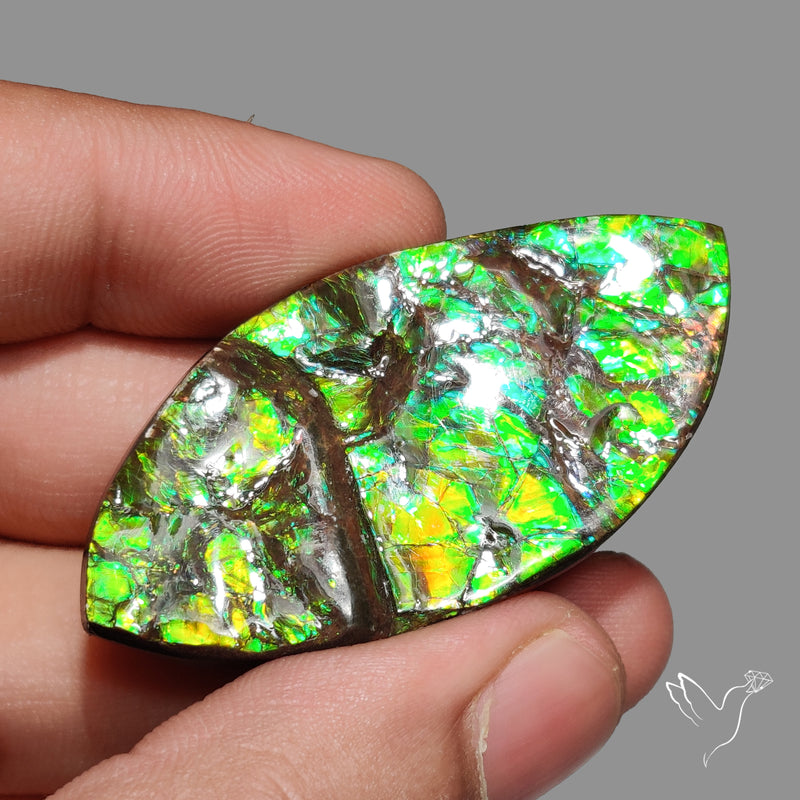 Rare Large Ammolite Green Sheen Natural Specimen