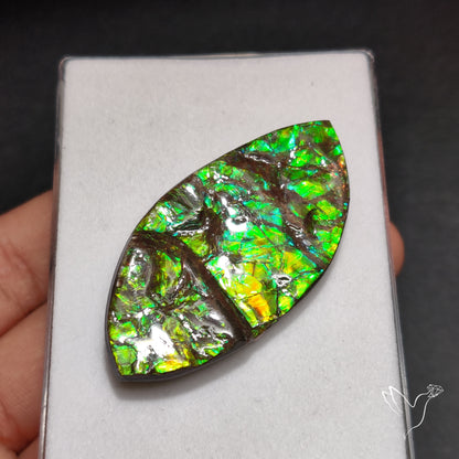 Rare Large Ammolite Green Sheen Natural Specimen