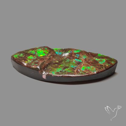 Rare Large Ammolite Green Sheen Natural Specimen