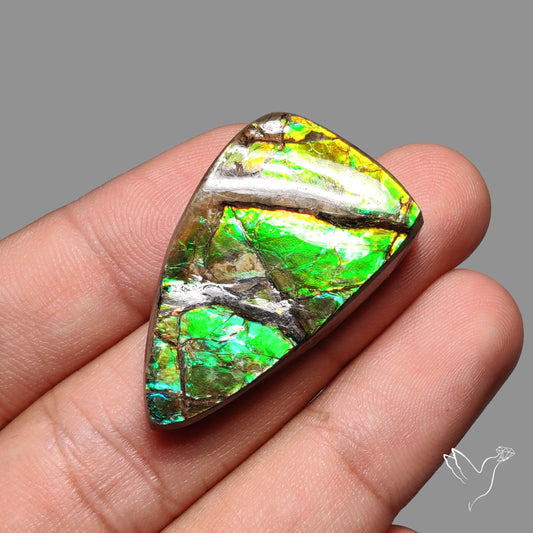 Rare Large Ammolite Green Sheen Natural Specimen