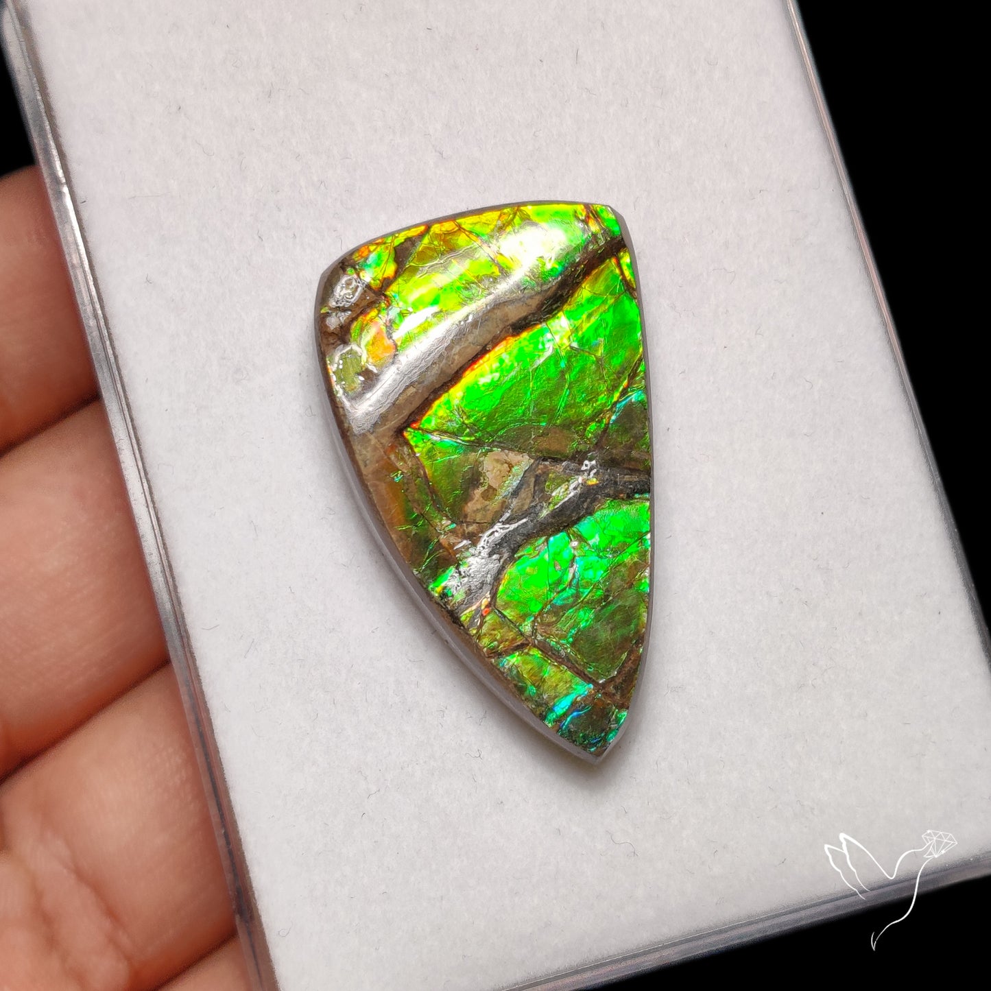 Rare Large Ammolite Green Sheen Natural Specimen