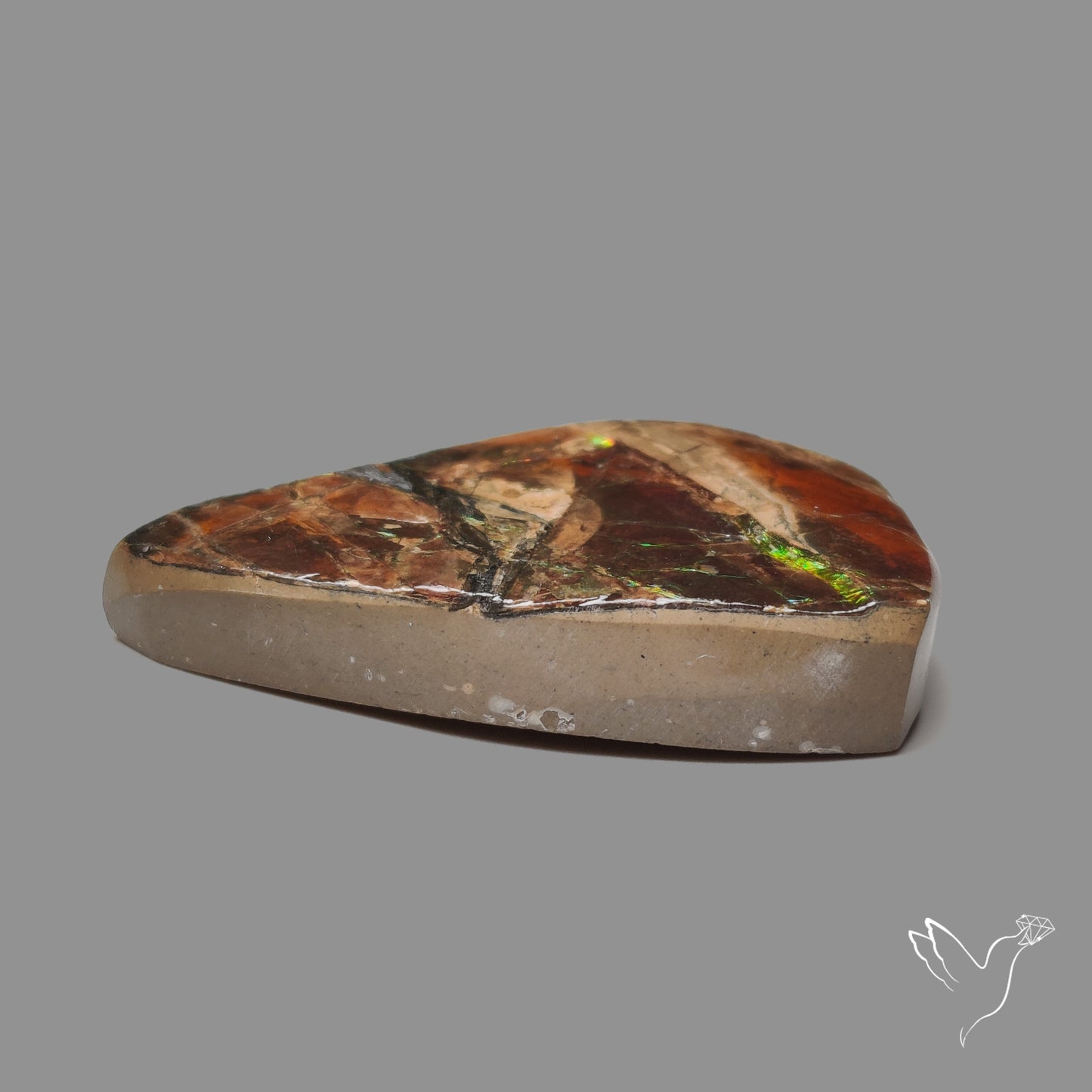Rare Large Ammolite Green Sheen Natural Specimen
