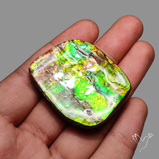 Green Gold Ammolite Specimen Rare Large Sized