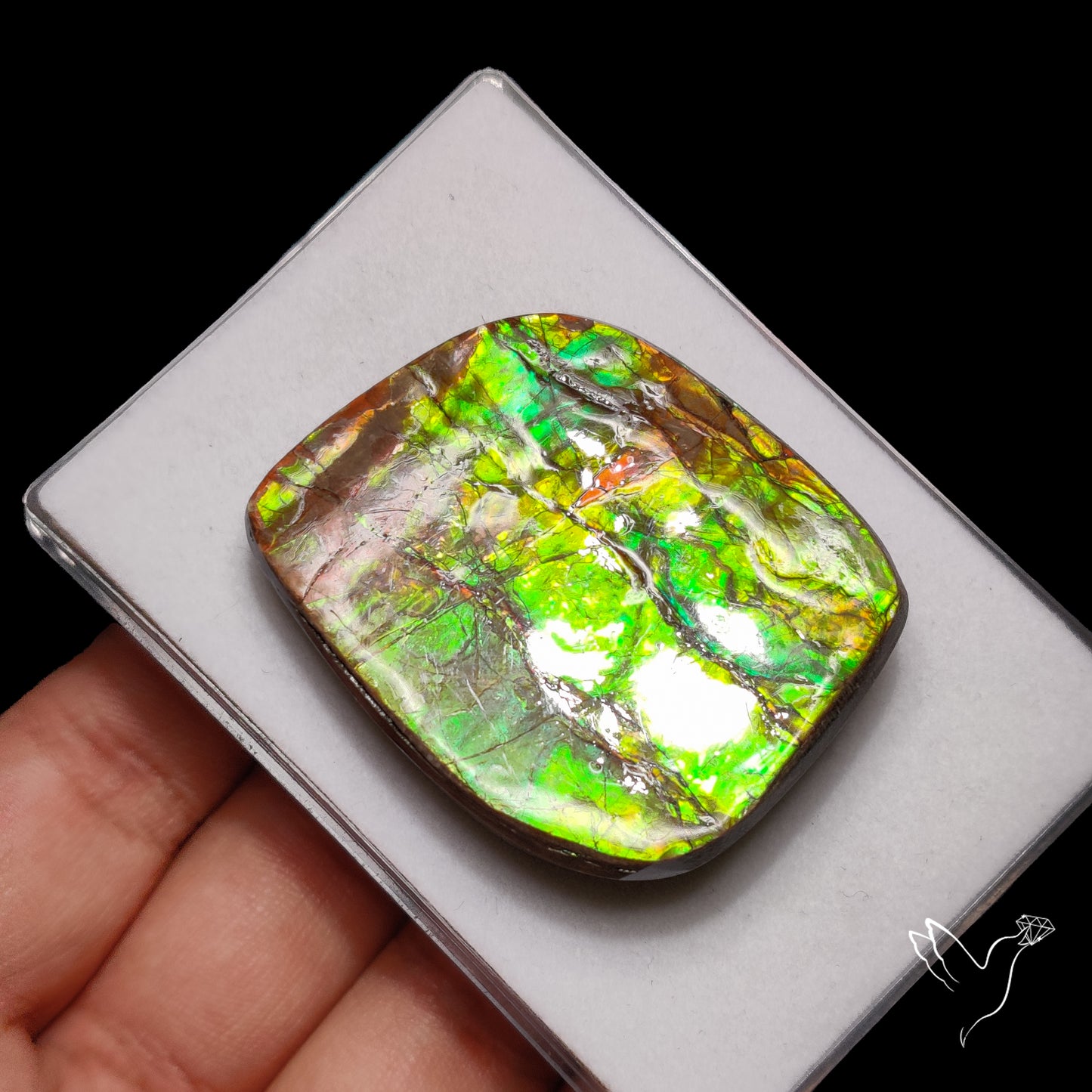 Green Gold Ammolite Specimen Rare Large Sized