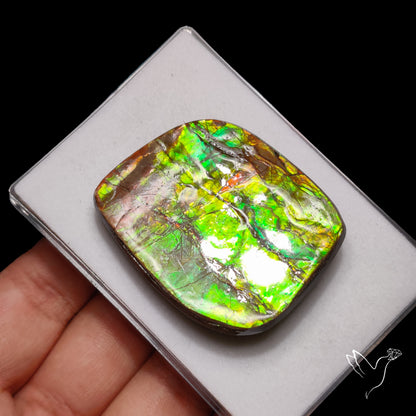 Green Gold Ammolite Specimen Rare Large Sized