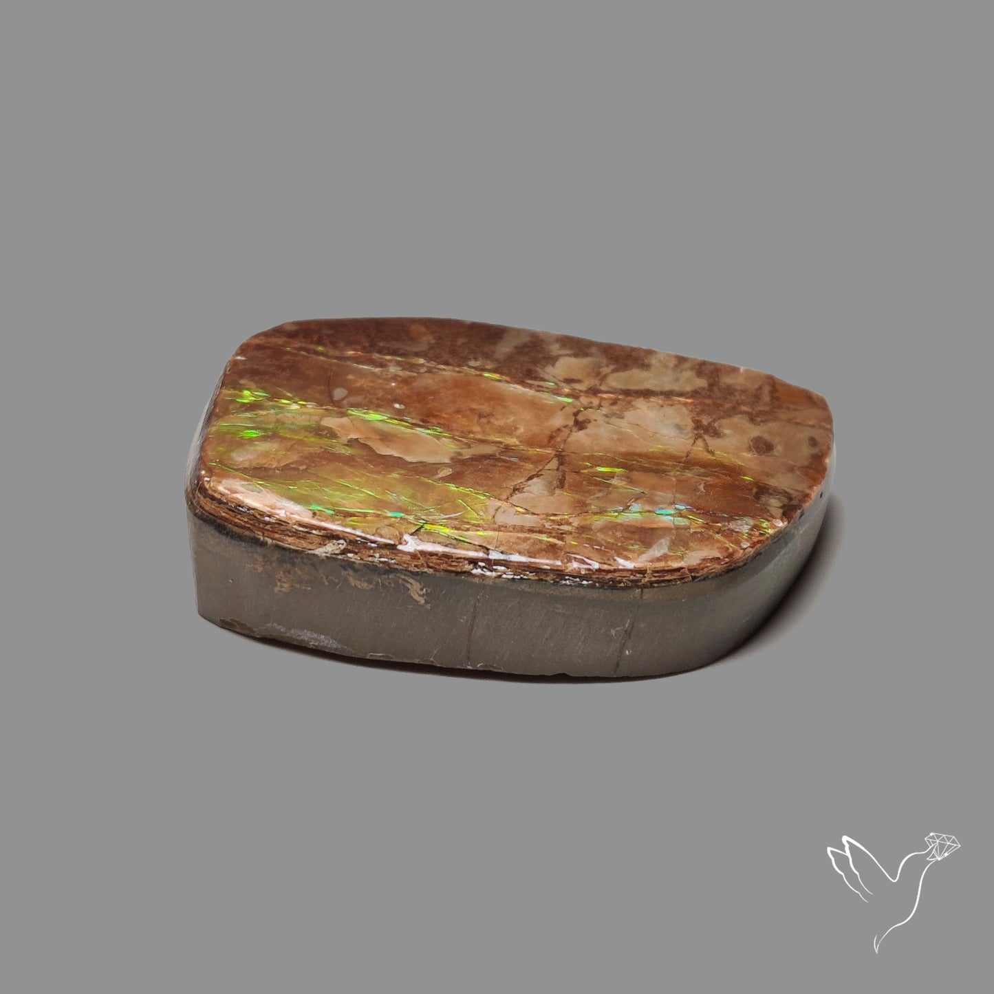 Green Gold Ammolite Specimen Rare Large Sized