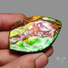 Bicolor Large Ammolite Specimen Red Green Natural