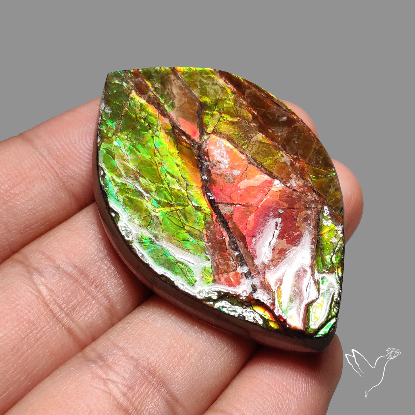 Bicolor Large Ammolite Specimen Red Green Natural