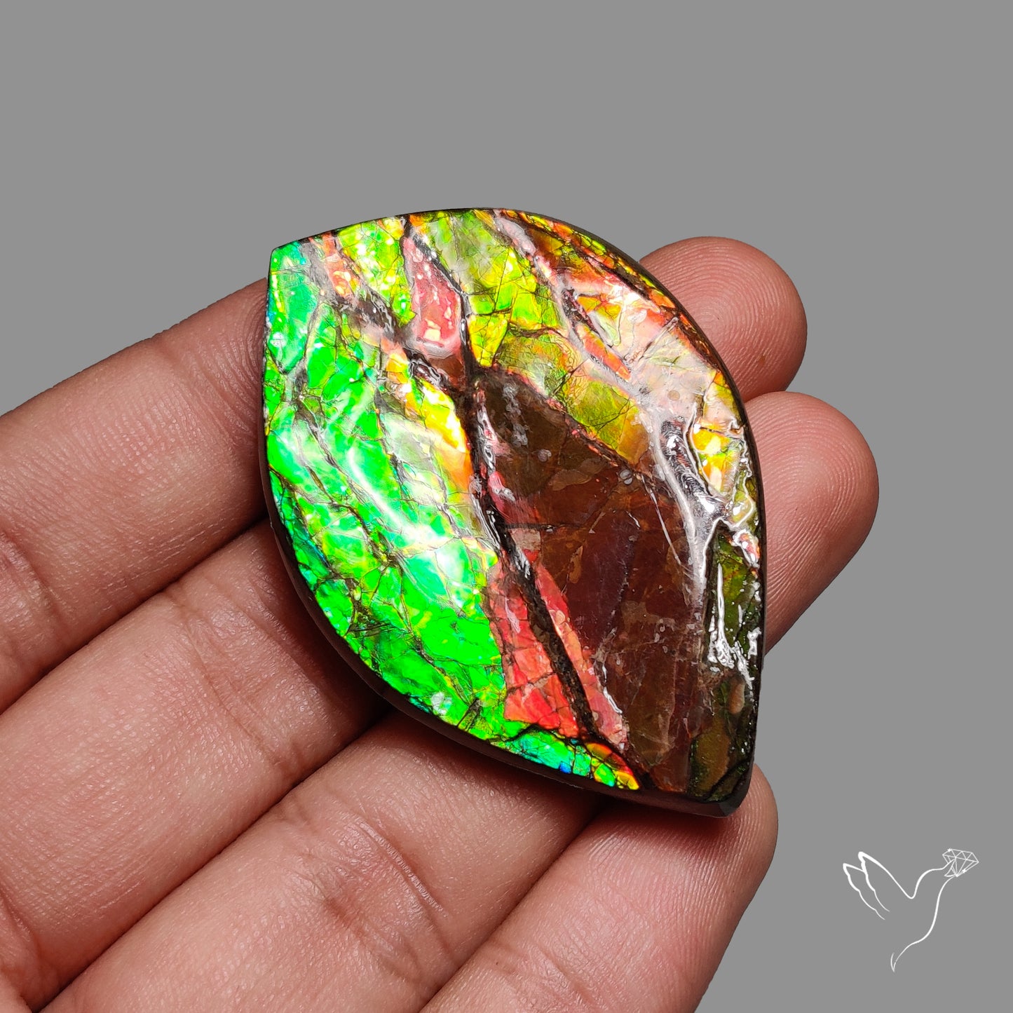 Bicolor Large Ammolite Specimen Red Green Natural