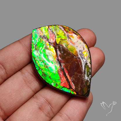 Bicolor Large Ammolite Specimen Red Green Natural